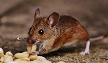 Find Exterminators in Geary County